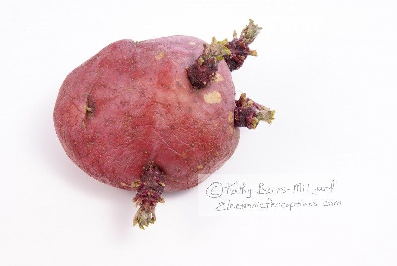 Stock Photo: Old Red Potato - by Kathy Burns-Millyard
