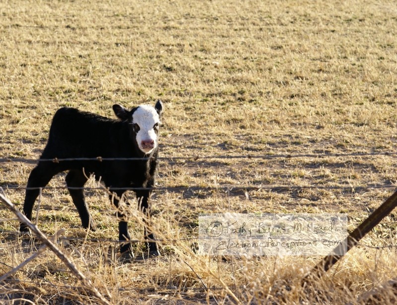 Stock Photo: Baby Cow - by Kathy Burns-Millyard