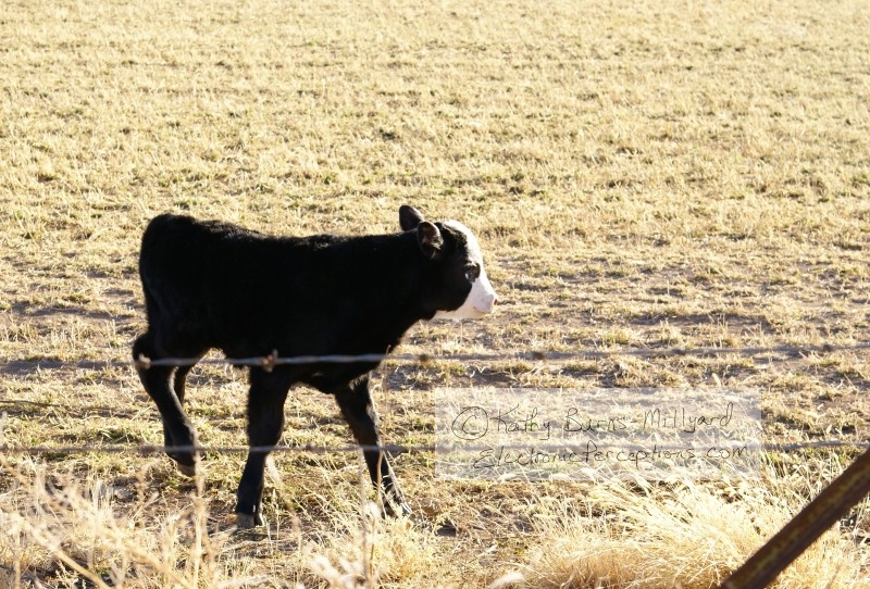 Stock Photo: Baby Cow - by Kathy Burns-Millyard