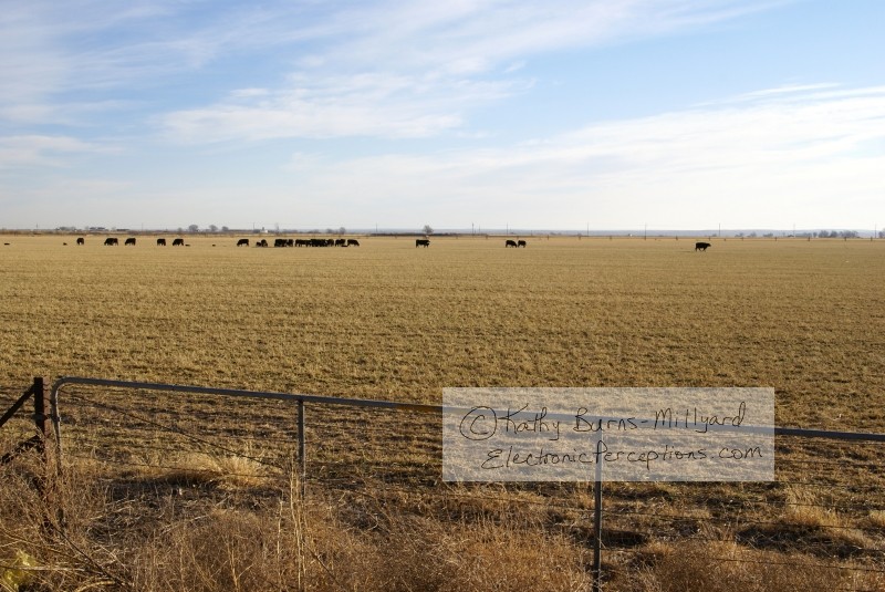 Stock Photo: Cows in Field - by Kathy Burns-Millyard