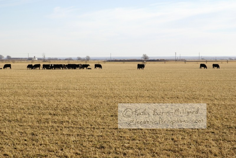 Stock Photo: Cows in Field - by Kathy Burns-Millyard