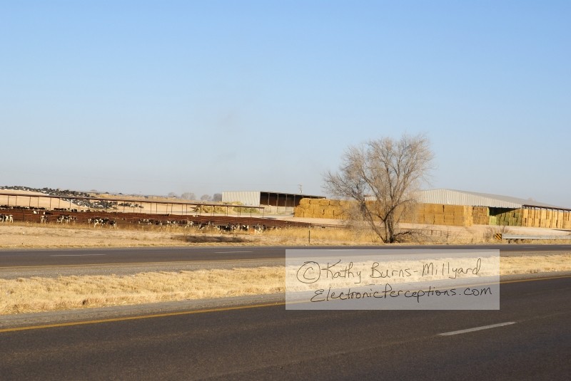 Stock Photo: Cattle Stockyard - by Kathy Burns-Millyard