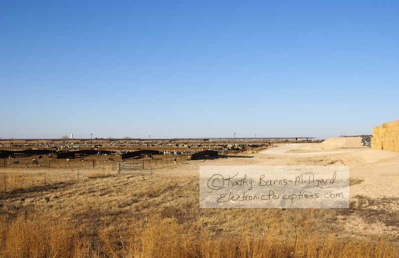 Stock Photo: Cattle Stockyard - by Kathy Burns-Millyard