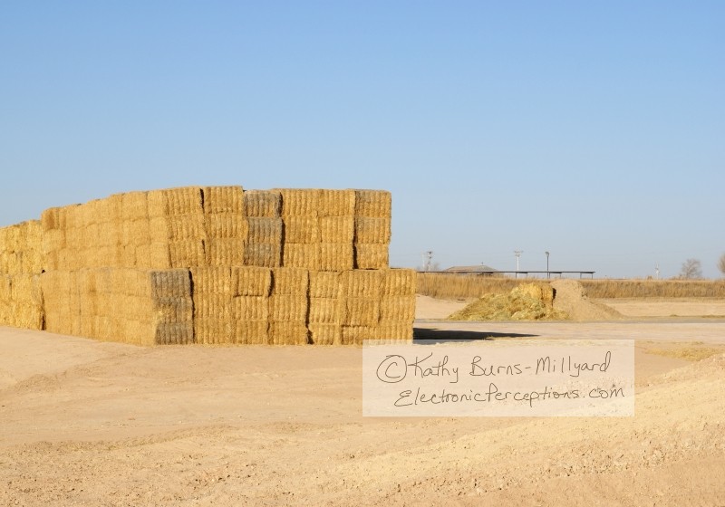Stock Photo: Bales of Hay - by Kathy Burns-Millyard