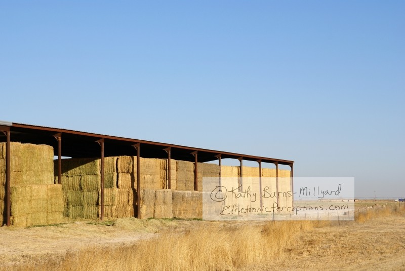 Stock Photo: Bales of Hay - by Kathy Burns-Millyard