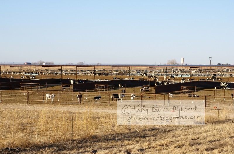 Stock Photo: Cattle Stockyard - by Kathy Burns-Millyard