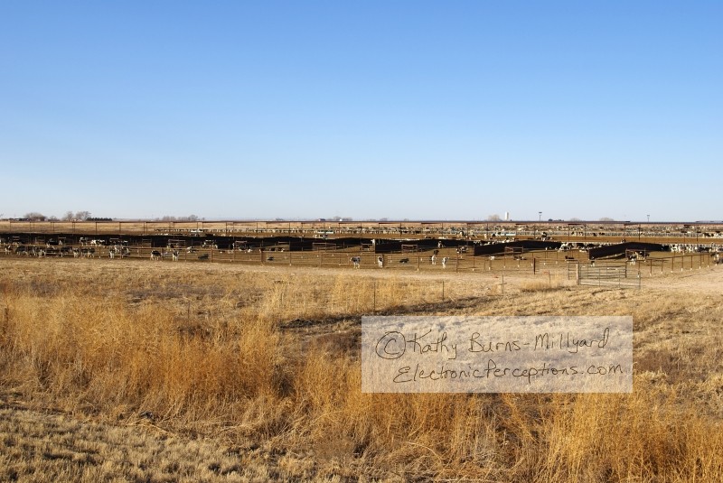 Stock Photo: Cattle Stockyard - by Kathy Burns-Millyard
