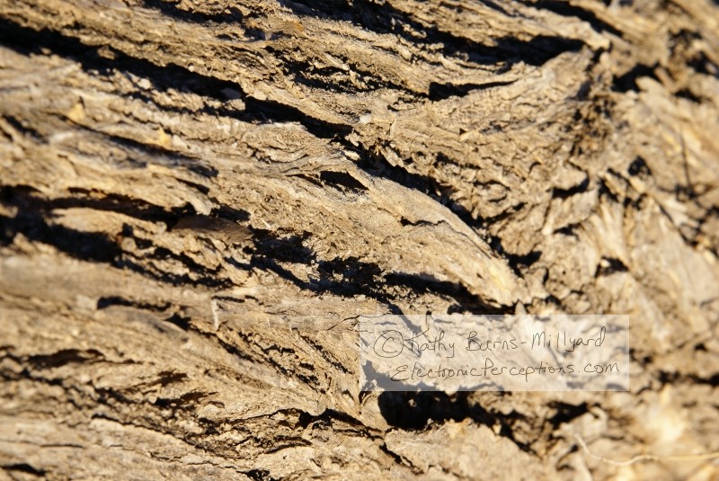 Stock Photo: Bark Texture - by Kathy Burns-Millyard