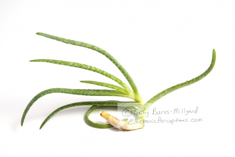 Stock Photo: Baby Aloe Vera Plant - by Kathy Burns-Millyard