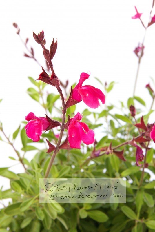Stock Photo: Navajo Pink Salvia - by Kathy Burns-Millyard