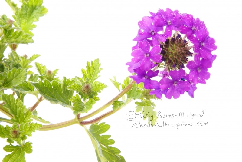 Verbena flower head cluster. &copy;Kathy Burns-Millyard