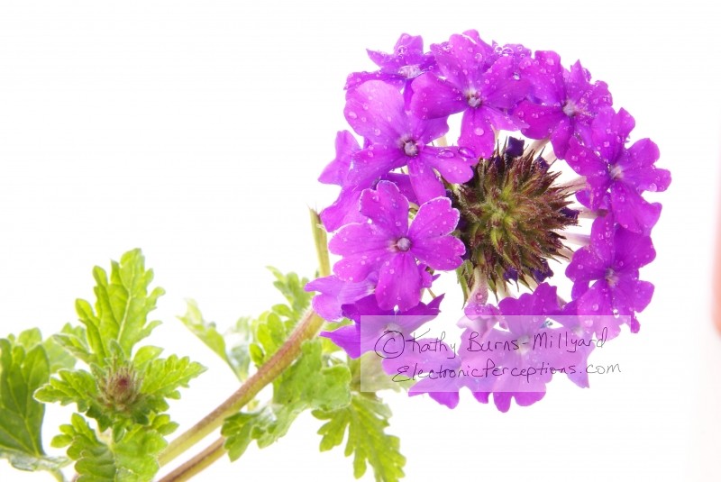 Stock Photo: Purple Verbena - by Kathy Burns-Millyard