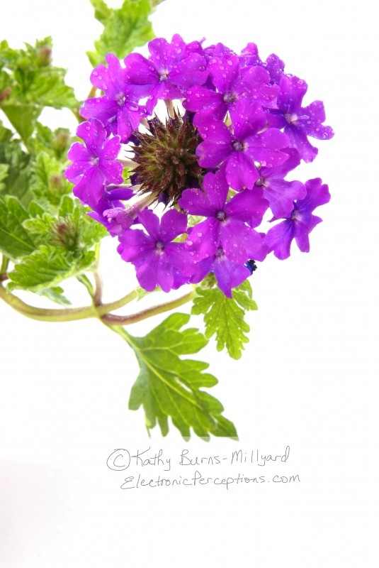 Stock Photo: Purple Verbena - by Kathy Burns-Millyard