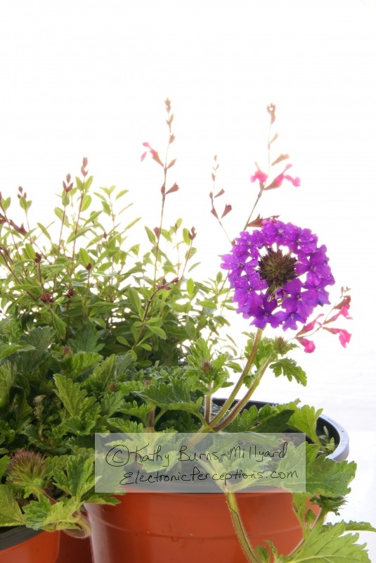 Stock Photo: Spring Gardening - by Kathy Burns-Millyard