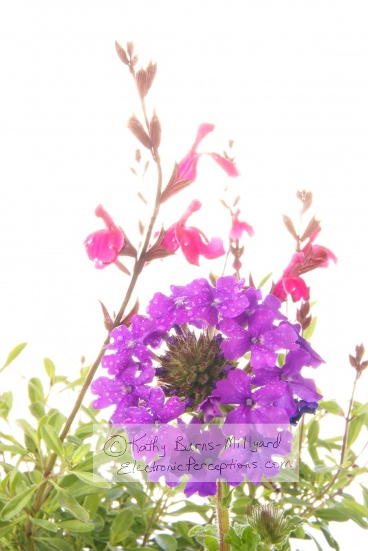 Verbena and Salvia are excellent low water flowers to use in desert gardens. Photo by Kathy Burns-Millyard.