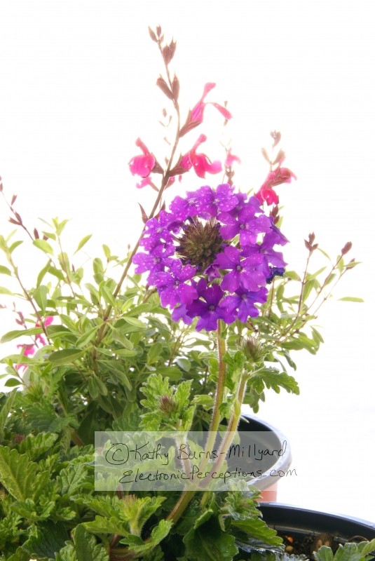 Stock Photo: Potted Purple Verbena Flower - by Kathy Burns-Millyard