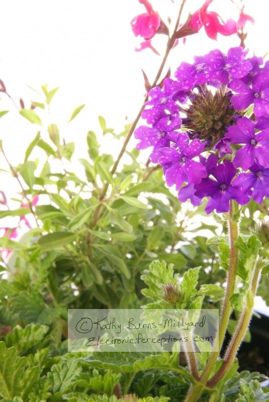 Stock Photo: Spring Gardening - by Kathy Burns-Millyard