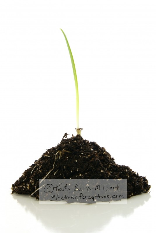 Stock Photo: Baby Garlic Plant part 2 - by Kathy Burns-Millyard