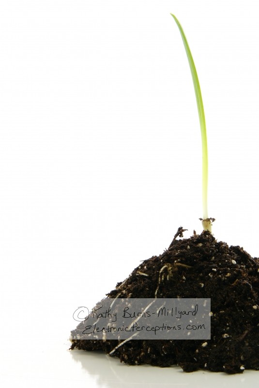 Stock Photo: New Life Beginnings - by Kathy Burns-Millyard