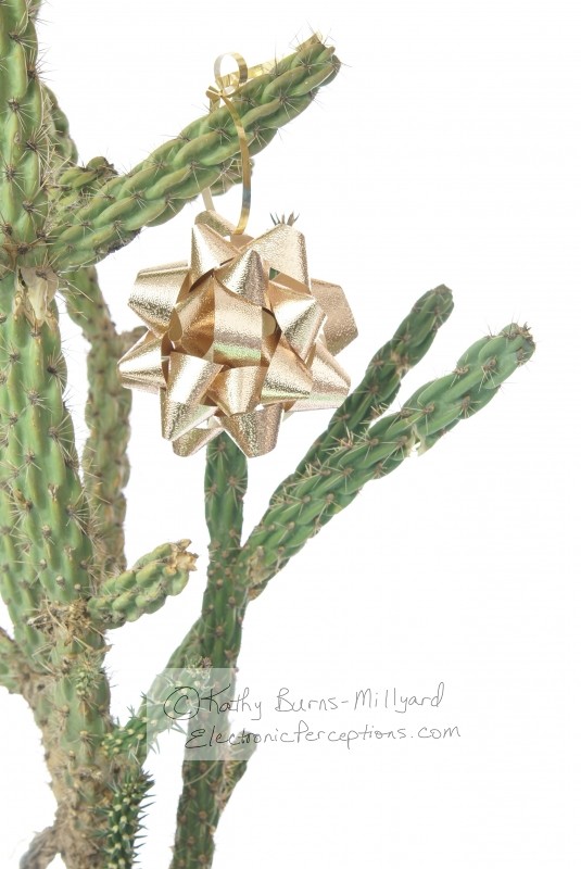Stock Photo: Christmas Cactus - by Kathy Burns-Millyard