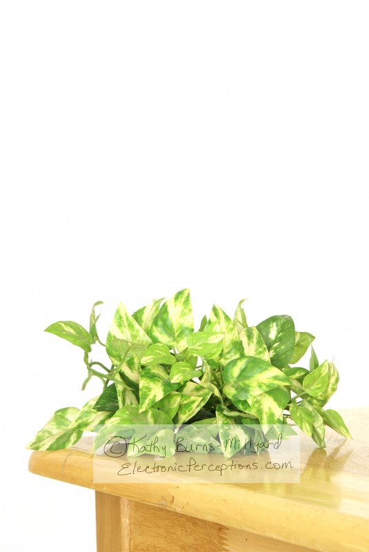 Stock Photo: Silk Greenery - by Kathy Burns-Millyard