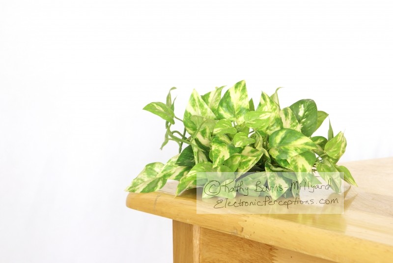 Stock Photo: Silk Greenery - by Kathy Burns-Millyard