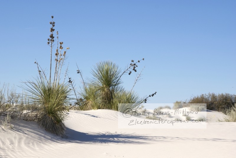 Stock Photo: Yucca Cactus Plants - by Kathy Burns-Millyard