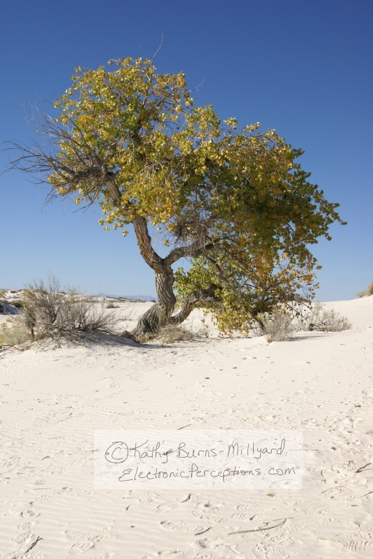 Stock Photo: Twisted Tree - by Kathy Burns-Millyard