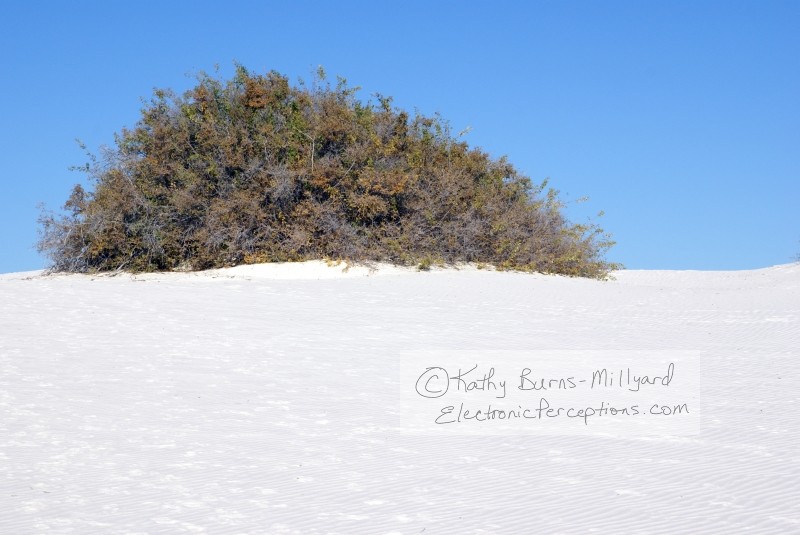 Stock Photo: Bush Growing in Sand - by Kathy Burns-Millyard