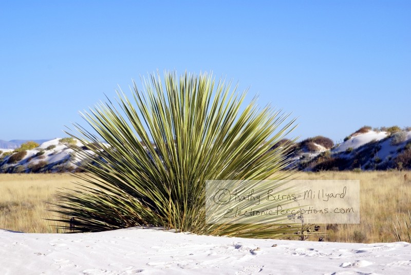 Stock Photo: Spikey Cactus Plant - by Kathy Burns-Millyard