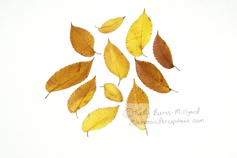 Stock Photo: Fall Leaves - by Kathy Burns-Millyard