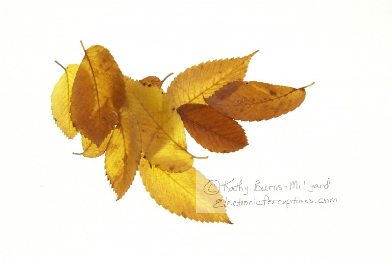 Stock Photo: Small Collection of Leaves - by Kathy Burns-Millyard