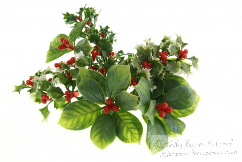 Stock Photo: Holiday Greenery - by Kathy Burns-Millyard