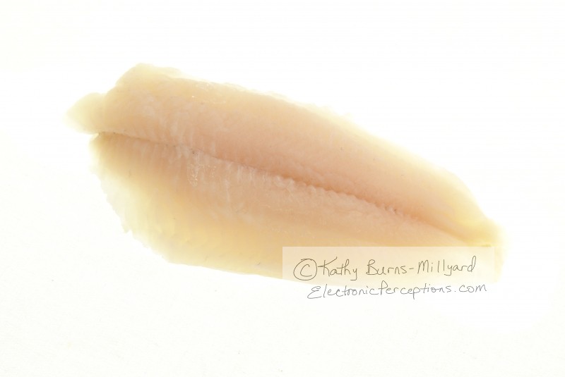 Stock Photo: Catfish Fillet - by Kathy Burns-Millyard