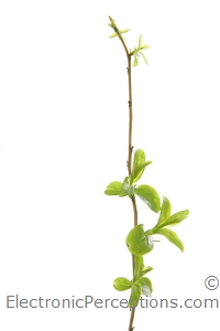Stock Photo: Spring Buds - by Kathy Burns-Millyard