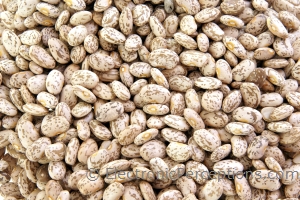 Stock Photo: Beans Background - by Kathy Burns-Millyard