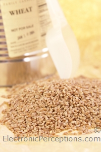 Wheat Grains - Stock photography ©Kathy Burns-Millyard