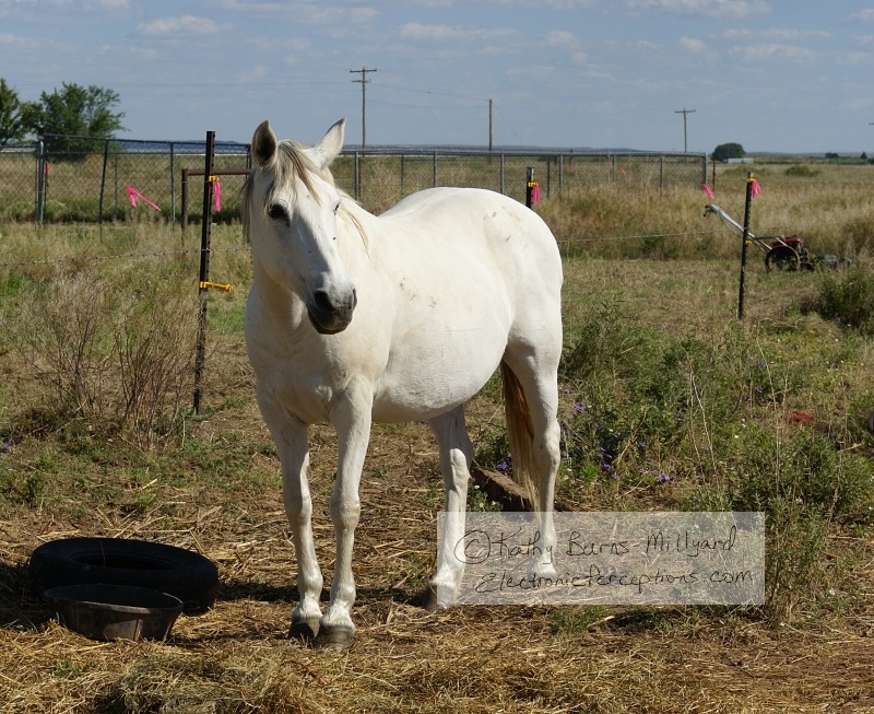 Stock Photo: Horse - by Kathy Burns-Millyard