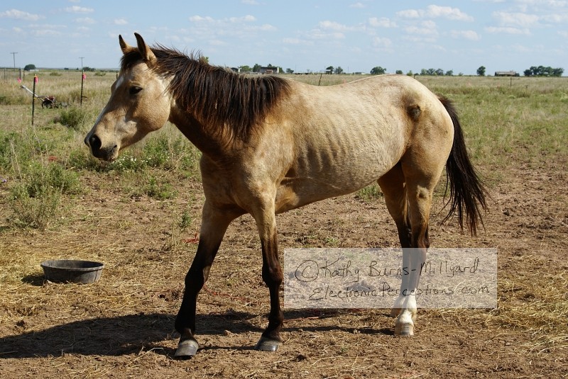 Stock Photo: Horse - by Kathy Burns-Millyard
