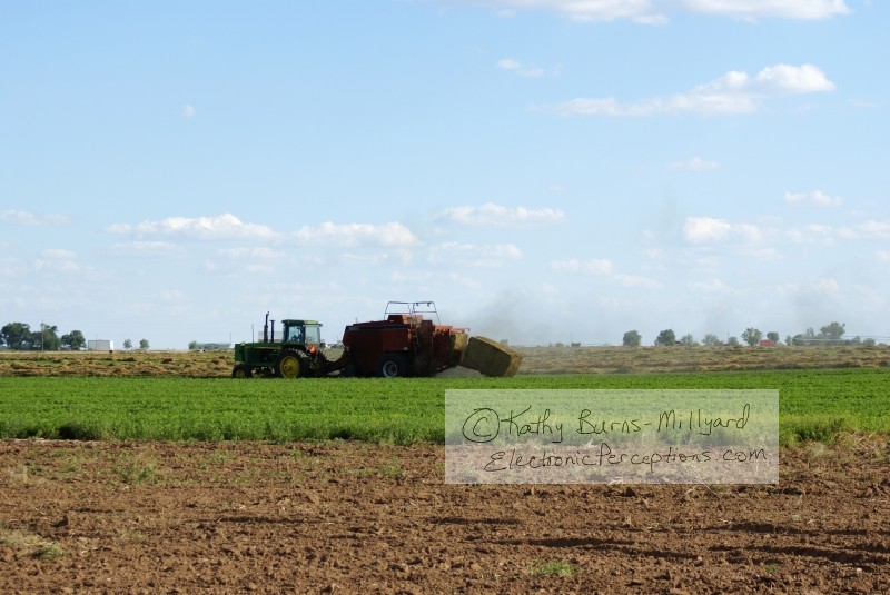 Stock Photo: Farming - by Kathy Burns-Millyard