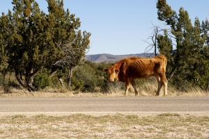 Stock Photo: Cow Grazing by Road - by Kathy Burns-Millyard