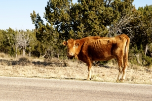 Stock Photo: Thin Red Cow - by Kathy Burns-Millyard