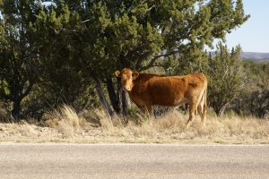 Stock Photo: Cow Grazing - by Kathy Burns-Millyard