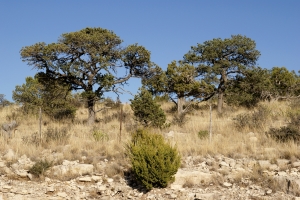 Stock Photo: Desert Trees and Shrubs - by Kathy Burns-Millyard