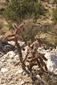 Stock Photo: Wild Pink Cactus - by Kathy Burns-Millyard
