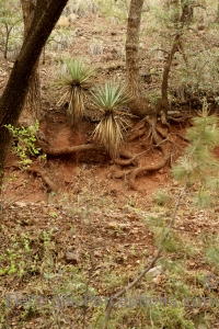 Stock Photo: Forest Plants - by Kathy Burns-Millyard