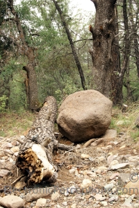 Stock Photo: Boulder and Tree - by Kathy Burns-Millyard