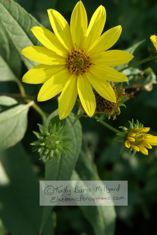 Yellow Wild Flower - Stock photography ©Kathy Burns-Millyard