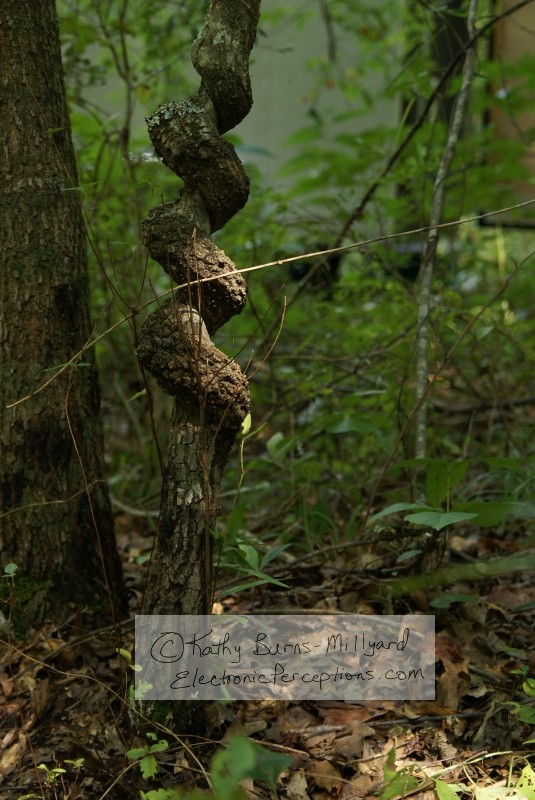 Surreal Twisted Tree