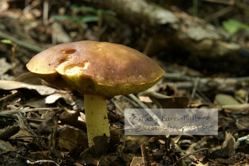Wild Mushroom